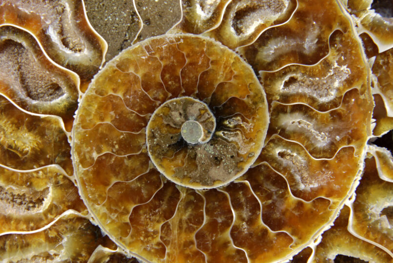 atelier fossile
