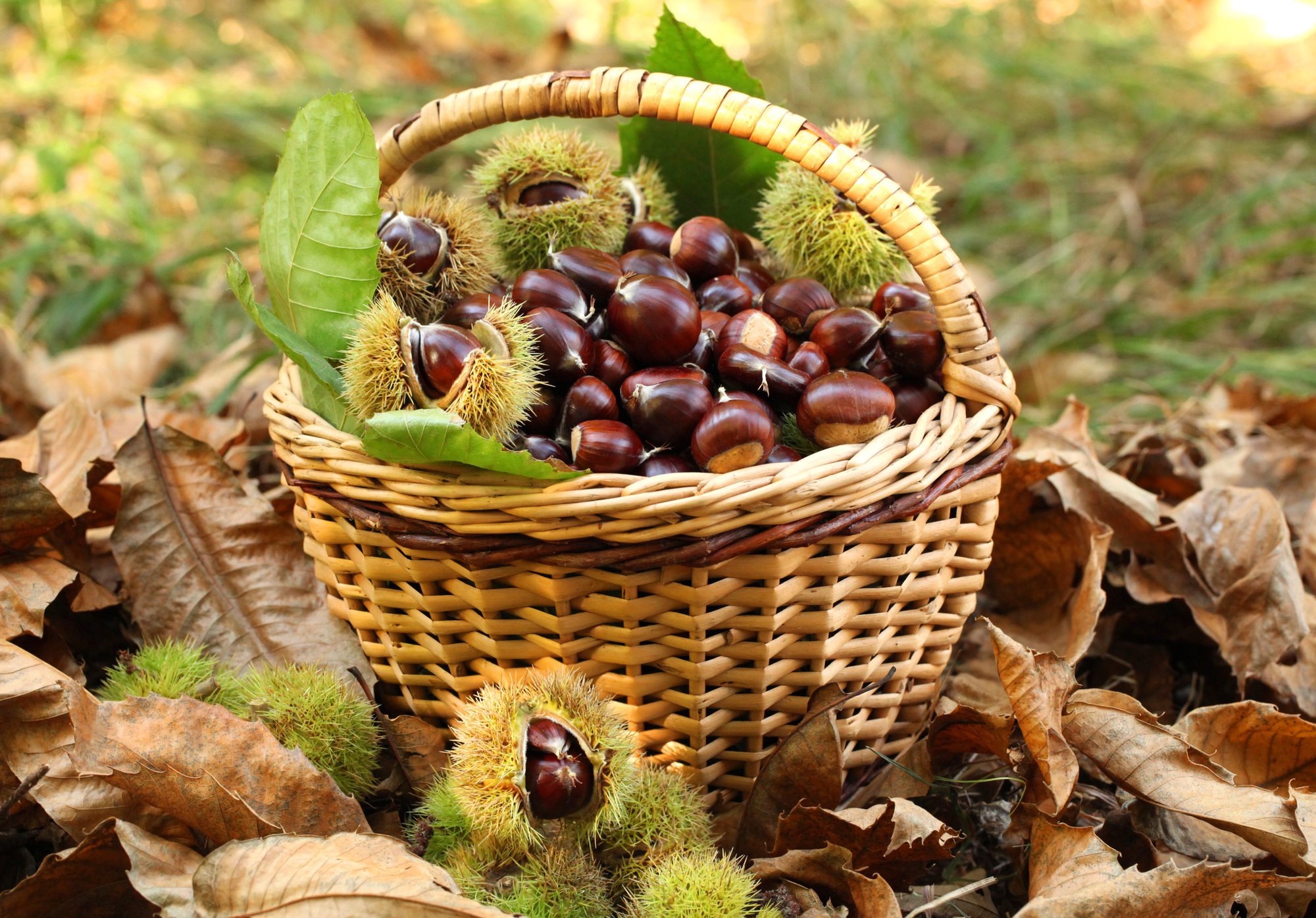 festa d'autunno